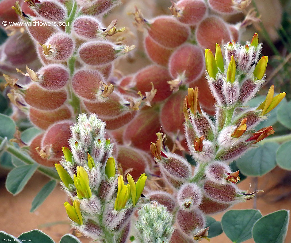 Astragalus kahiricus